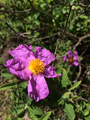Cistus