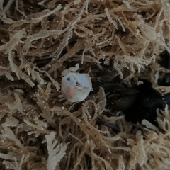 Thia scutellata