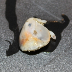 Thia scutellata