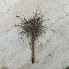 Tillandsia recurvata