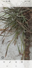 Tillandsia recurvata