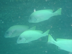 Diagramma melanacrum