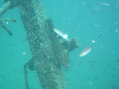 Epinephelus maculatus