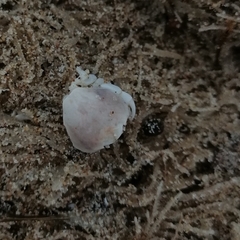 Thia scutellata