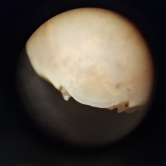 Thia scutellata