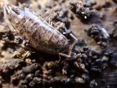 Chaetophiloscia elongata