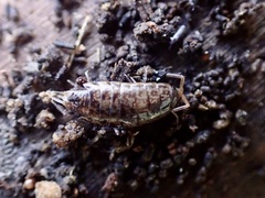 Chaetophiloscia elongata