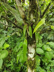 Pleurothallis dibolia