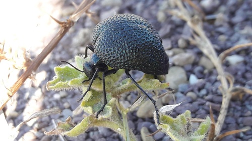 Black Bladder-bodied Meloid