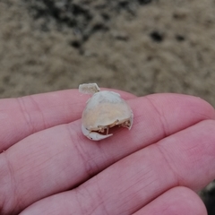 Thia scutellata