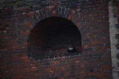 Bubo bubo