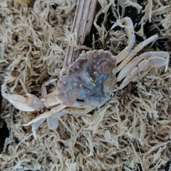 Liocarcinus vernalis