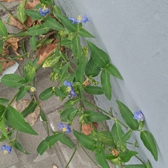 Commelina erecta