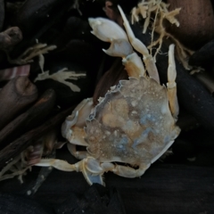 Liocarcinus vernalis
