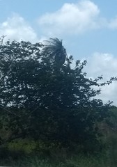 Acrocomia intumescens