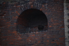 Bubo bubo