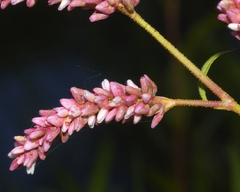 Persicaria acuminata