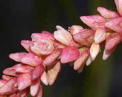 Persicaria acuminata