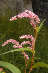Persicaria acuminata