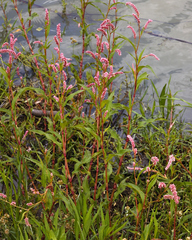 Persicaria acuminata