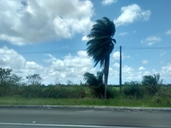 Acrocomia intumescens