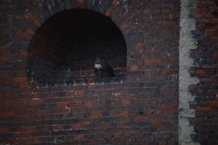 Bubo bubo
