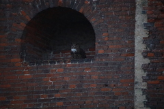 Bubo bubo