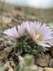 Townsendia condensata