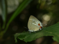 Strephonota strephon