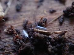 Lepidocyrtus curvicollis