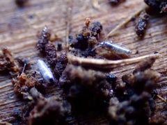 Lepidocyrtus curvicollis