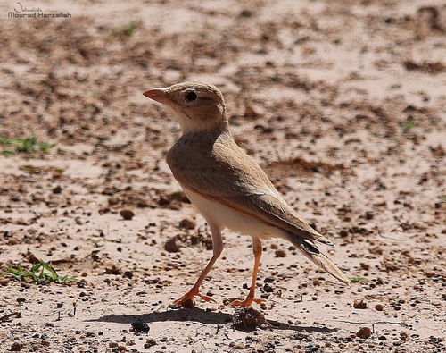 Dunn's Lark (Eremalauda dunni), photo 8