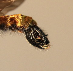 Laphria altitudinum