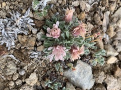 Townsendia condensata