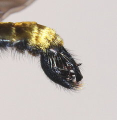 Laphria altitudinum