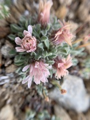 Townsendia condensata