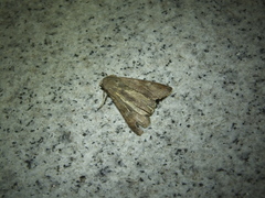 Condicinae