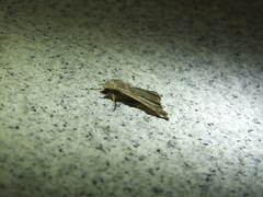 Condicinae