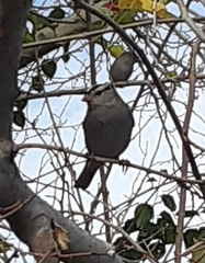 Zonotrichia leucophrys
