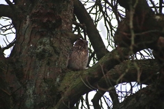 Bubo bubo