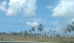 Copernicia prunifera