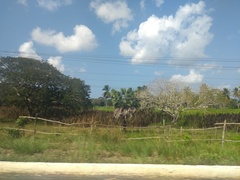 Copernicia prunifera