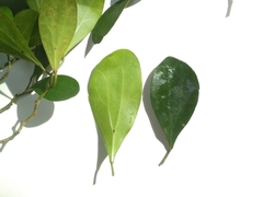 Ficus deltoidea