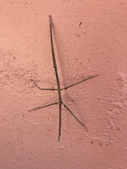 Ctenomorpha