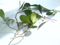 Ficus deltoidea
