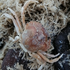 Liocarcinus vernalis