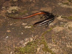 Aspronema dorsivittatum