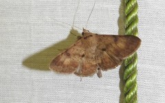 Hypospila bolinoides