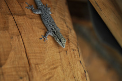 Chobe Dwarf Gecko photo 4