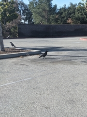 Corvus brachyrhynchos